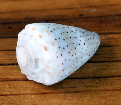 Conus abbreviatus