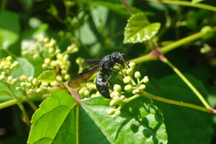 Allorhynchium chinense