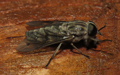 Tabanus equalis