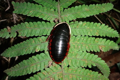 Opisthoplatia orientalis