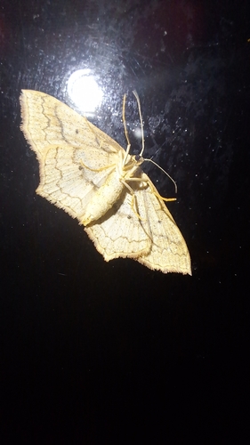 Scopula imitaria