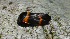 Cosmoscarta abdominalis