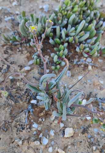 Crassothonna protecta