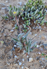 Crassothonna protecta