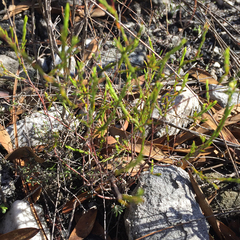 Coleonema juniperinum