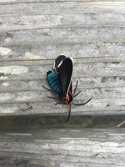 Ctenucha multifaria