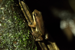 Allobates insperatus