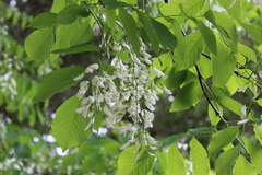 Cladrastis kentukea