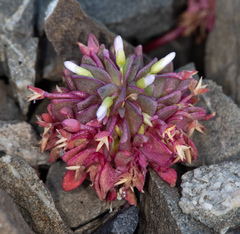 Claytonia saxosa