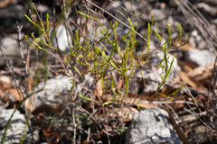 Coleonema juniperinum
