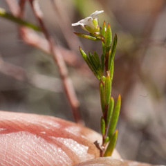 Coleonema juniperinum