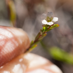 Coleonema juniperinum