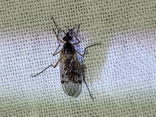 Sylvicola punctatus, 9204 EB Drachten, Nederland, photo 6 of 10