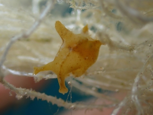 Sargassum Nudibranch