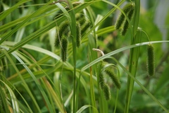 Carex pseudocyperus