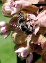 Litomegachile
