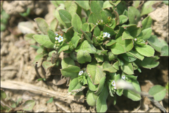 Trigonotis peduncularis