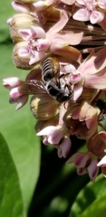 Litomegachile
