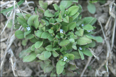 Trigonotis peduncularis