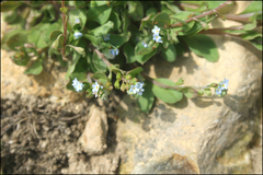 Trigonotis peduncularis