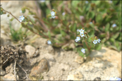 Trigonotis peduncularis