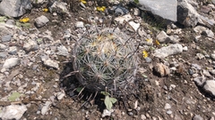 Coryphantha cornifera