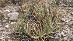 Hechtia podantha
