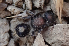 Sigilla dorsata