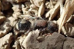 Sigilla dorsata