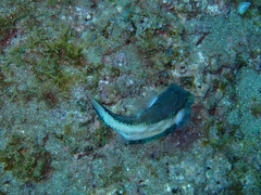 Canthigaster capistrata