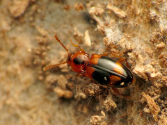 Phymaphora pulchella