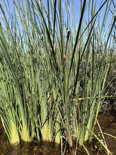 Typha domingensis