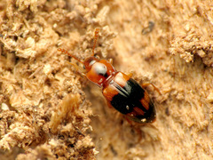 Phymaphora pulchella