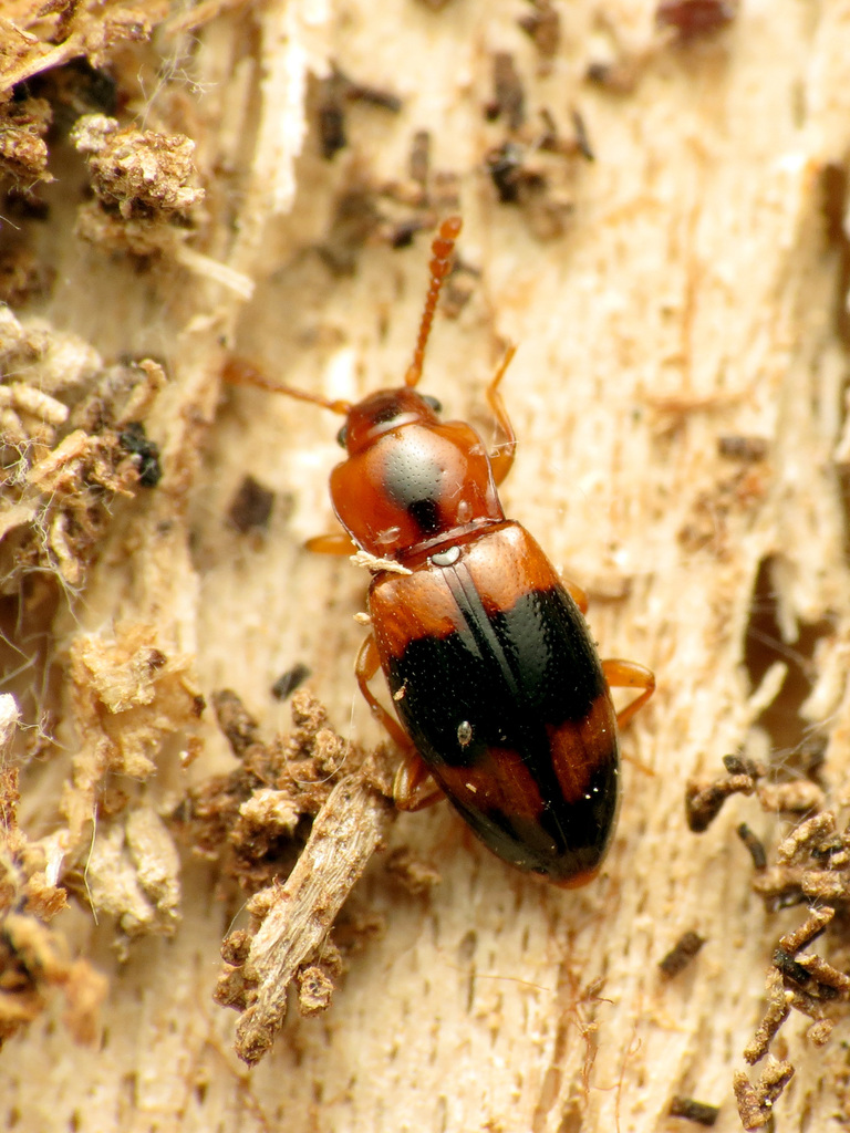 Phymaphora pulchella