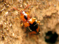 Phymaphora pulchella
