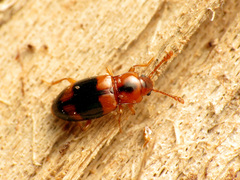 Phymaphora pulchella