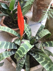 Aechmea chantinii