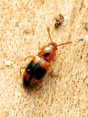 Phymaphora pulchella