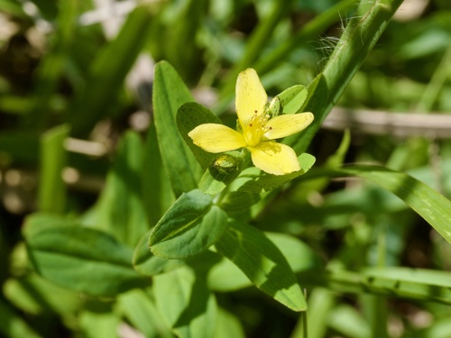 Hypericum erectum