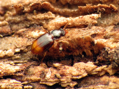 Mioptachys flavicauda