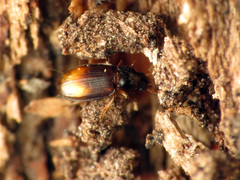 Mioptachys flavicauda