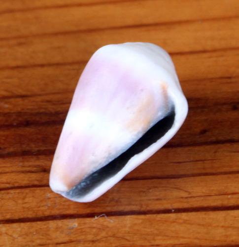 Conus flavidus