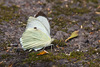 Azorean Cabbage White - Photo (c) Greg Lasley, some rights reserved (CC BY-NC), uploaded by Greg Lasley