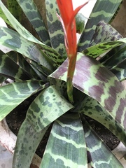 Aechmea chantinii