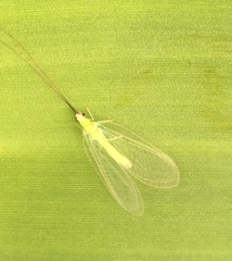 Ceraeochrysa lineaticornis