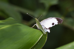 Pieris brassicae azorensis