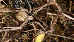 Araneus ventricosus