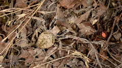 Araneus ventricosus