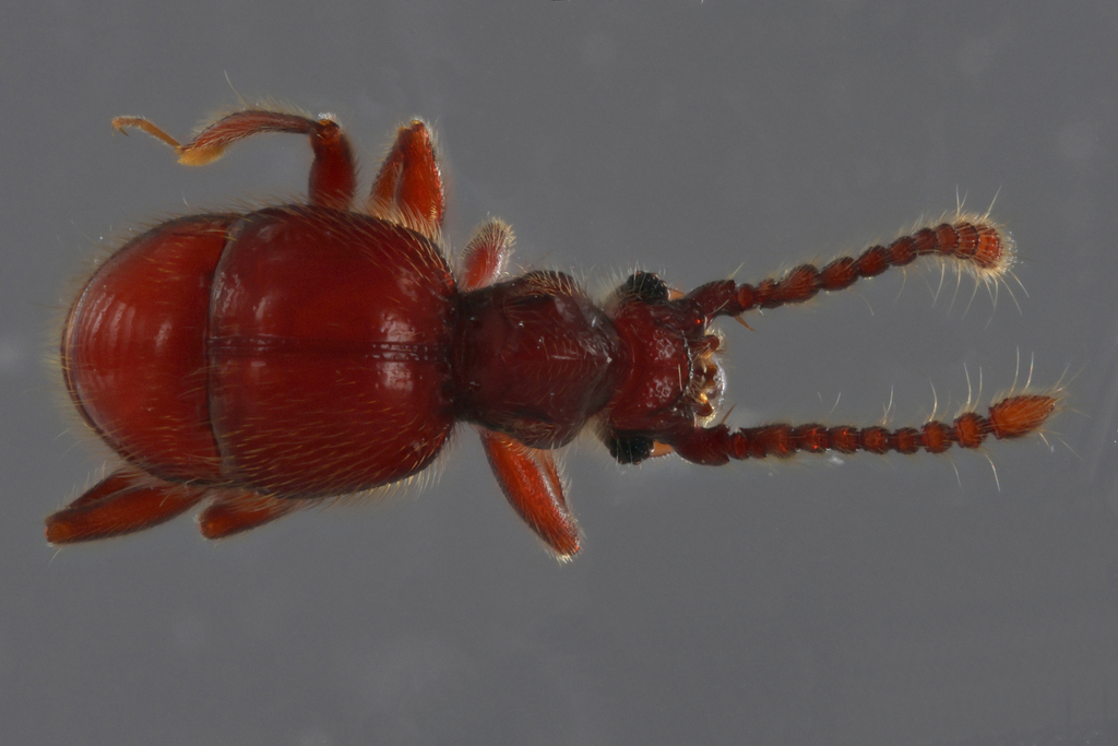 Syrbatus