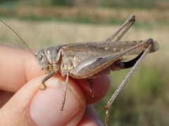 Platycleis falx laticauda